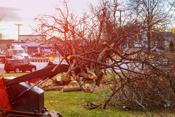 Tree and Shrub Care in Fairwood, WA