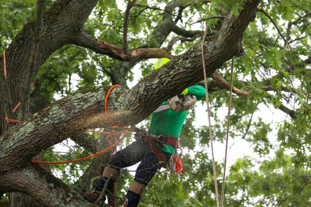 Professional Tree Removal Services in Fairwood, WA