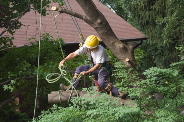 How Our Tree Care Process Works  in  Fairwood, WA